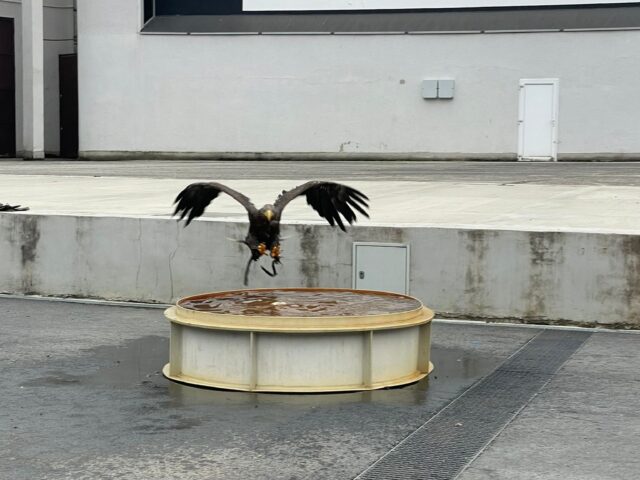 Obrázek k příspěvku ZOO Plzeň