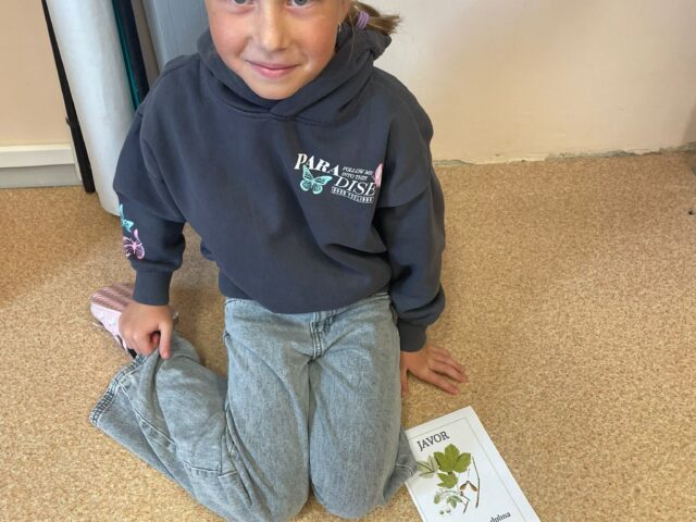 Obrázek k příspěvku Den stromů